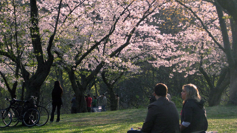 cherry-blossom-toronto